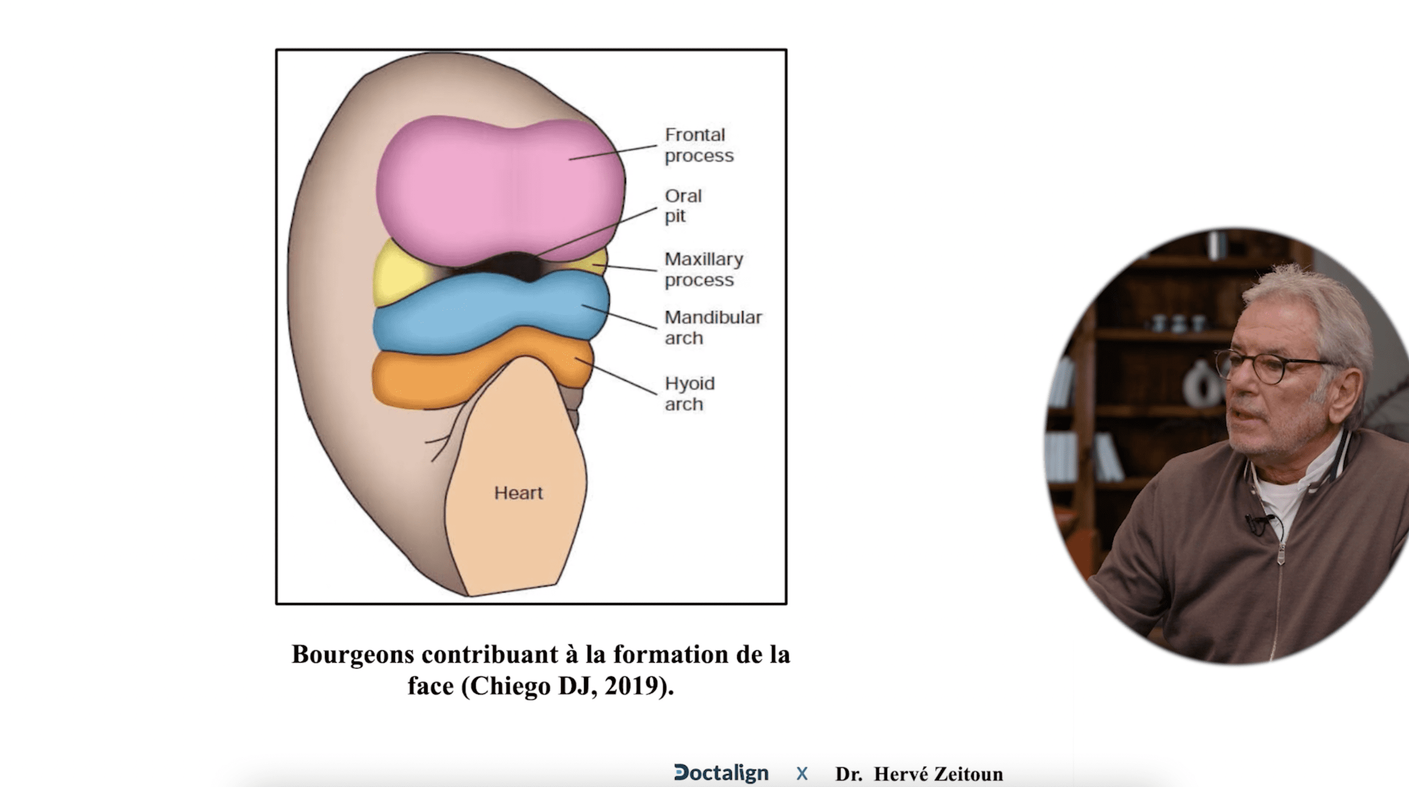 Embryologie du frein